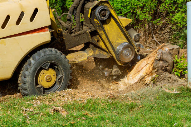 Best Hazardous Tree Removal  in Las Cruces, NM