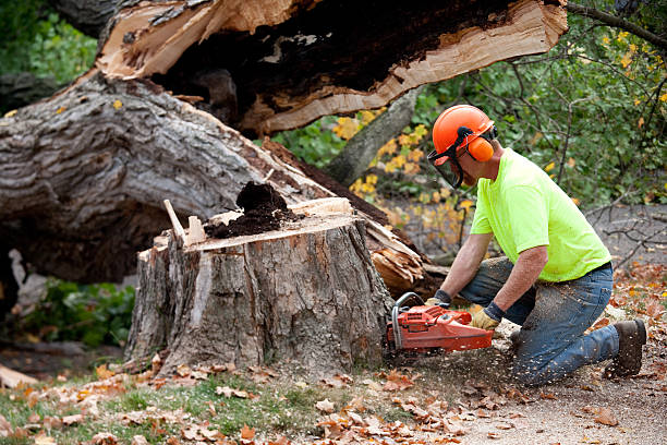 Best Leaf Removal  in Las Cruces, NM